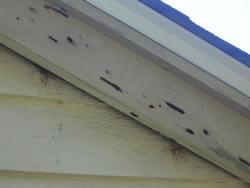 Termite Inspector Carpenter Bee Damage